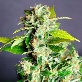 11269 - Auto Mikromachine   3 u. fem. Kannabia Seeds