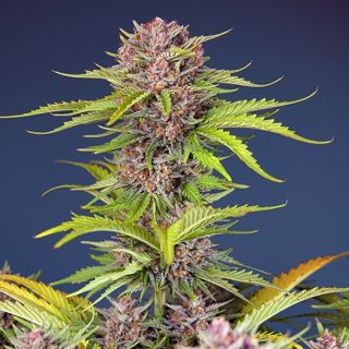 18750 - Auto Mimosa Bruce Banner XL   3+1 u. fem. Sweet Seeds