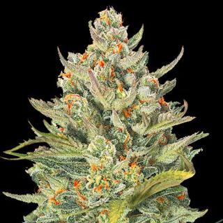 25264 - Auto Mimosa Max  5u. G13 Labs