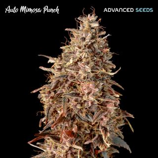 Auto Mimosa Punch   1 u. fem. Advanced Seeds