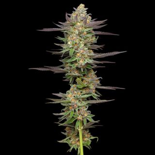 25006 - Auto Mint Jelly 3 u. fem Humbold Seeds Company