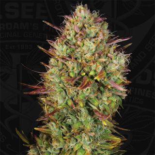 Auto Mk - Ultra  2 u. fem. T.H. Seeds