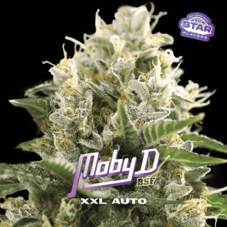 25522 - Auto Moby-D XXL  7 u. fem BSF Seeds