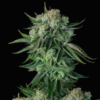 Auto Moby Dick   3 u. fem. FastBuds Seeds