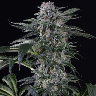 15660 - Auto Moby Dick  3 ud Silent Seeds