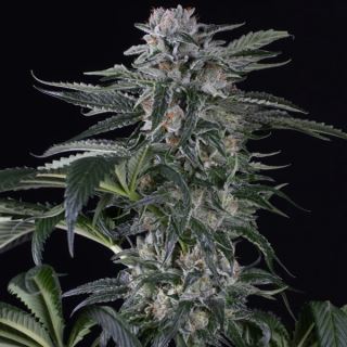 Auto Moby Dick  3 ud Silent Seeds