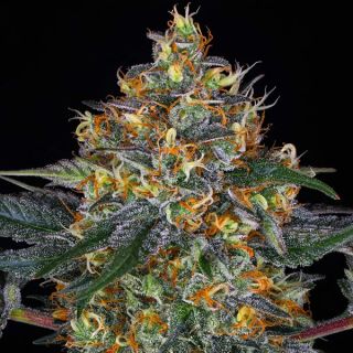26031 - Auto Moby Dick 25 u. fem Barney´s