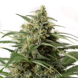 6007 - Auto Moby Dick XXL 25 u. fem. Dinafem