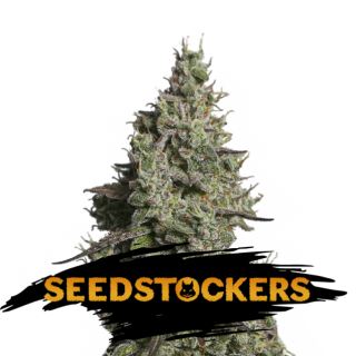 Auto Moby Dick fem.  3 u. Seedstockers