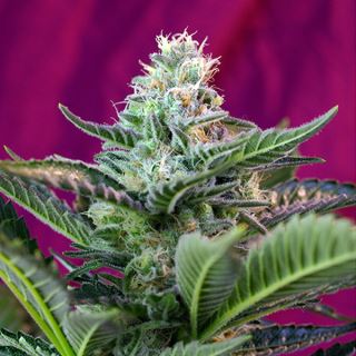 PRO34 - Auto Moham Ram   5+2 u. fem. Sweet Seeds