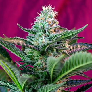 Auto Moham Ram  25 u. fem. Granel Profesionales Sweet Seeds