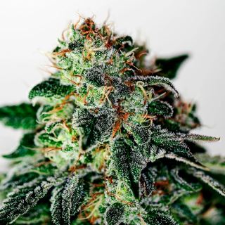 17224 - Auto Mystic Cookie 1 u. fem. Positronics Seeds