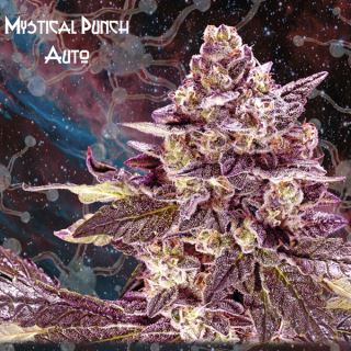 Auto Mystical Punch  1 u. fem. Nemeseeds