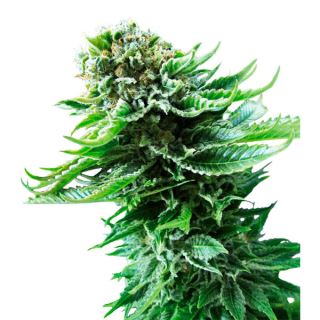 AFSS - Auto NL  3 u. fem. Sensi Seeds