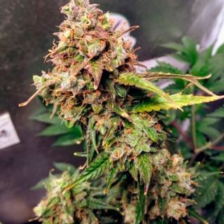 9556 - Auto NL  4 u. fem. Female Seeds