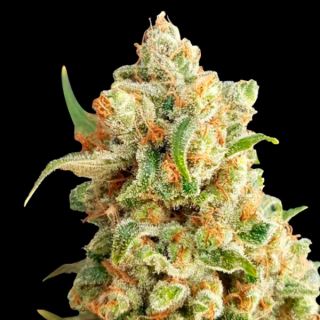 13963 - Auto NY Diesel  1 u. fem. Expert Seeds