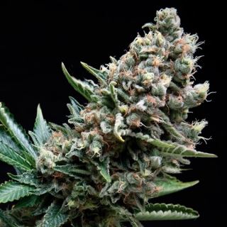 Auto Nefertiti  1 u. blister x 12 u. fem. Pyramid Seeds