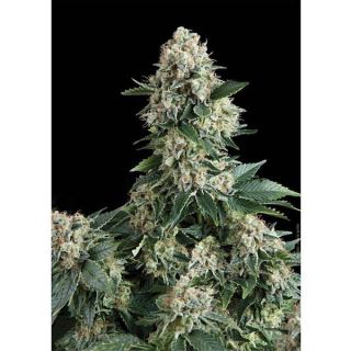 ANY1 - Auto New York City  1 u. blister x  12 u. fem. Pyramid Seeds