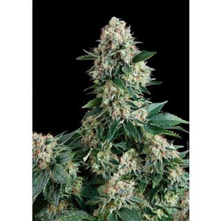 5417 - Auto New York City  3 u. fem. Pyramid Seeds