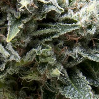 7316 - Auto New York City CBD  3 u. fem. Pyramid Seeds