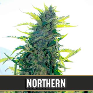 9182 - Auto Northern 3 u. fem. Blimburn Seeds