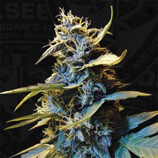 Auto Northern Hog  2 u. fem. T.H. Seeds