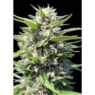 10630 - Auto Northern Light 25 u. fem. Genehtik