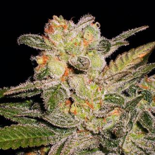 13918 - Auto Northern Lights  1 u. fem. Expert Seeds