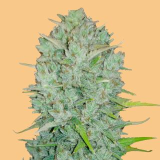 Auto Northern Lights  1 u. fem. FastBuds Seeds