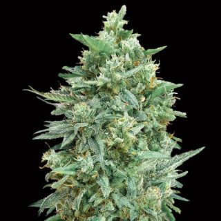 11942 - Auto Northern Lights XXL   3 u. fem. 00 Seeds