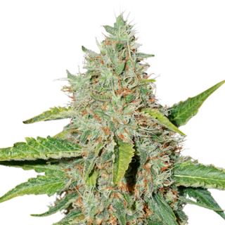 Auto Northern Lights fem. 25 u. Seedstockers