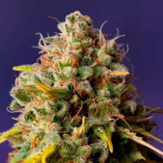 13923 - Auto Northern Lights x Big Bud  1 u. fem. Expert Seeds