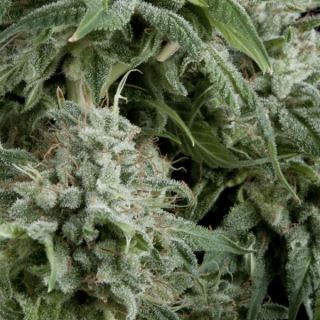 Auto Northern Ligths CBD  3 u. fem. Pyramid Seeds