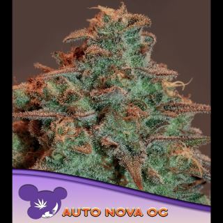 21574 - Auto Nova OG  3 u. fem Anesia