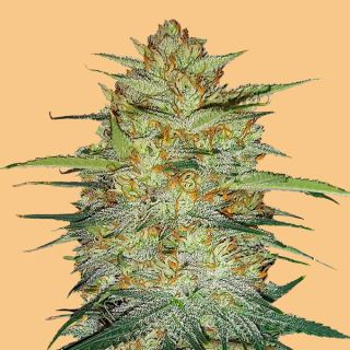 Auto OG Kush  1 u. fem. FastBuds Seeds