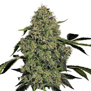 13991 - Auto OG Kush  1 u. fem. White Label