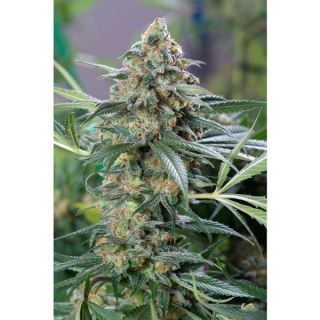 6399 - Auto OG Kush CBD 10 u. fem. Dinafem