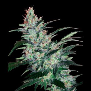 Auto OG Kush Express 1 u. fem. Xtreme Seeds