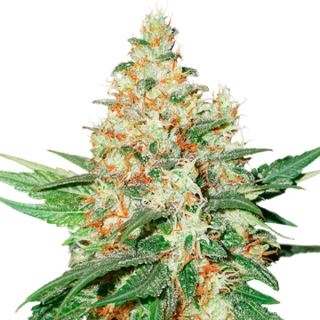 Auto O.G. Kush fem.  1 u. Seedstockers