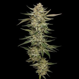 25010 - Auto OG Triploid 3 u. fem Humbold Seeds Company