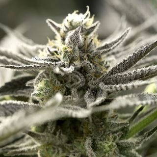 15540 - Auto OGKZ  5 ud Humboldt Seed Organization