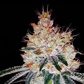 13938 - Auto OGesus  1 u. fem. Expert Seeds