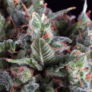 9120 - Auto Olympia  1 u. blister x 12 u. fem. Pyramid Seeds