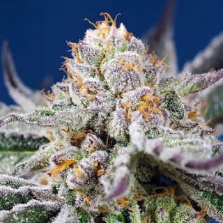 Auto Orange Apricot Glue XL   3+1 u. fem. Sweet Seeds