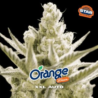 25546 - Auto Orange Blossom XXL  7 u. fem BSF Seeds