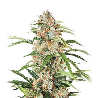 14661 - Auto Orange Bud  5 u. fem. Nirvana