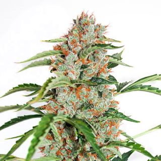 10817 - Auto Orange Bud 1 u. fem. Dutch Passion