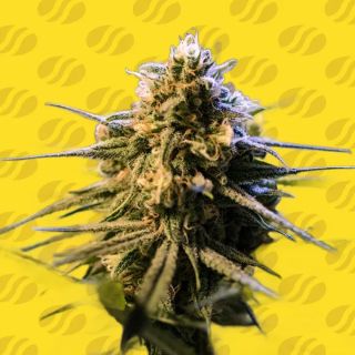 26961 - Auto Orange Gorilla XL  3 u. fem. Original Sensible