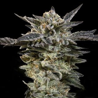 27380 - Auto Oreoz   1 u. fem. 00 Seeds