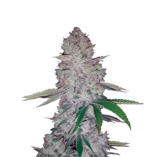 14668 - Auto Original Glue  5 u. fem. Nirvana